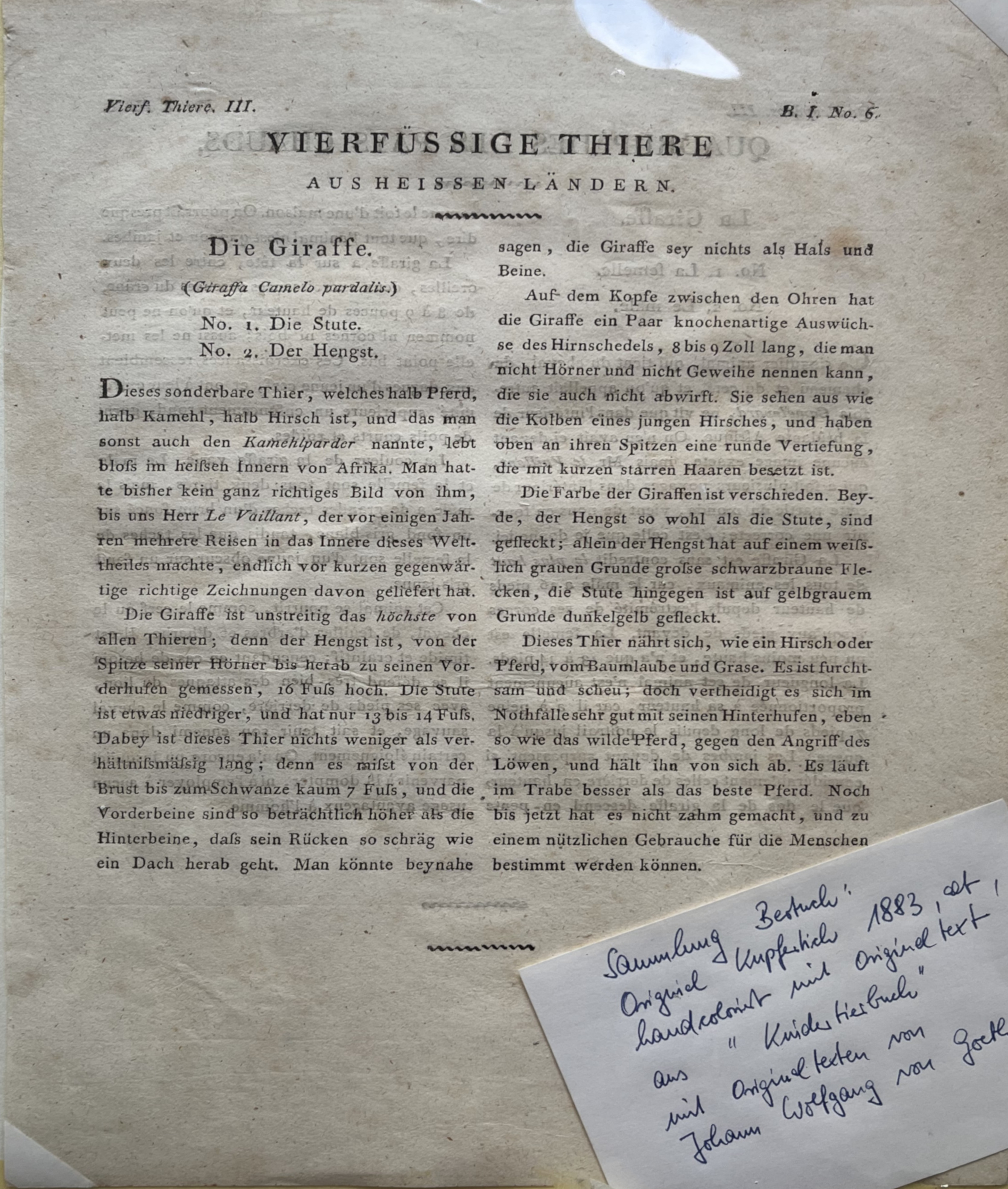 46 Vierfuessige Tiere